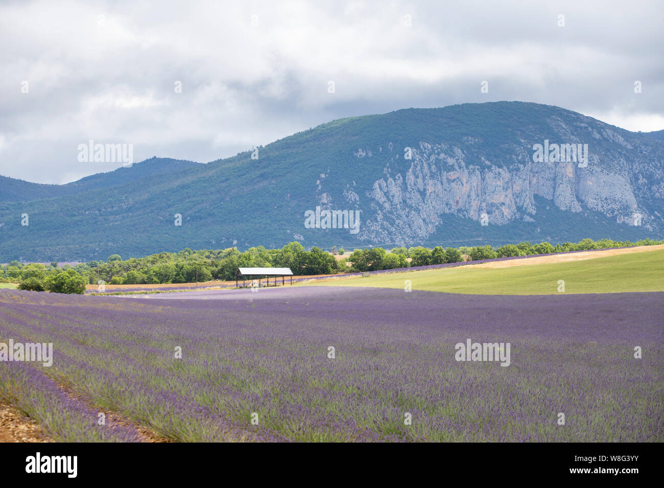 Lavendel Feld auf dem Plateau de Valensole, Provence, Frankreich. Stockfoto