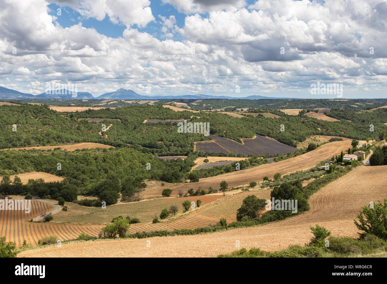Lavendel Feld auf dem Plateau de Valensole, Provence, Frankreich. Stockfoto
