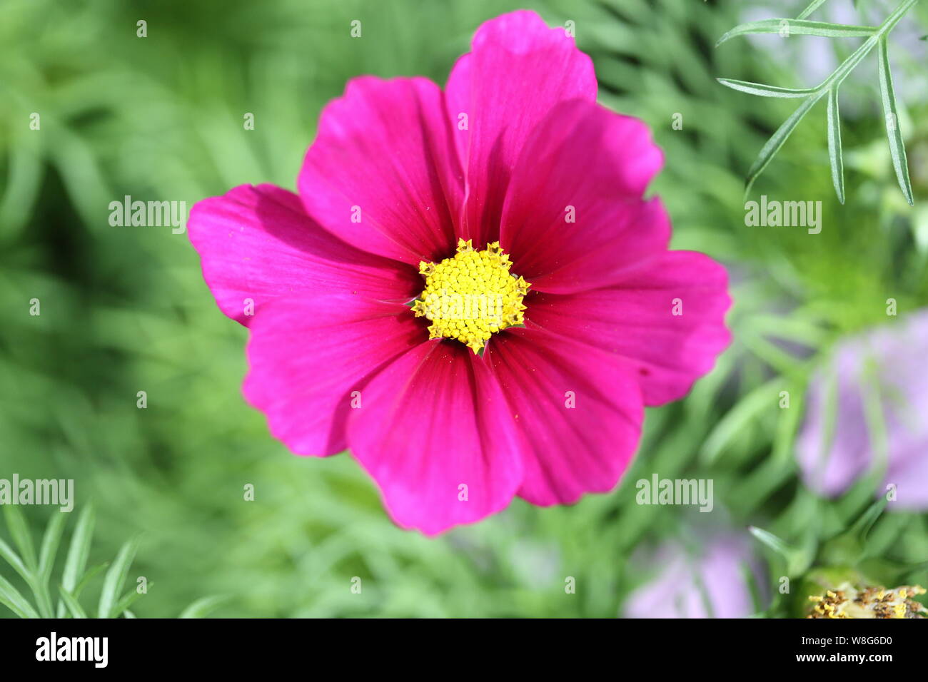 Nahaufnahme einer tiefen Rosa open cosmos Blütenkopf mit einem reichhaltigen gelben Center Stockfoto