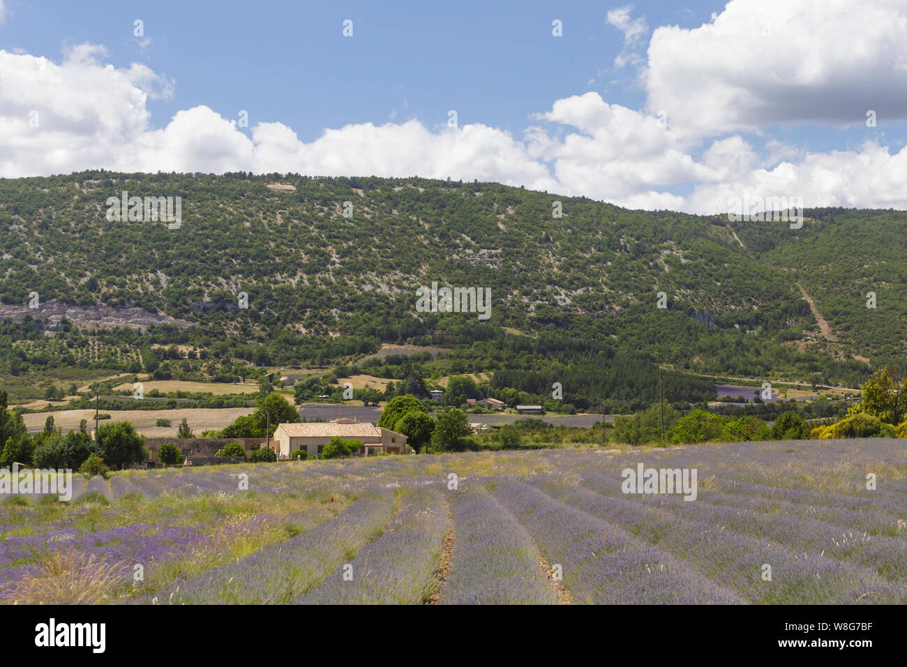 Lavendel Feld auf dem Plateau de Valensole, Provence, Frankreich. Stockfoto