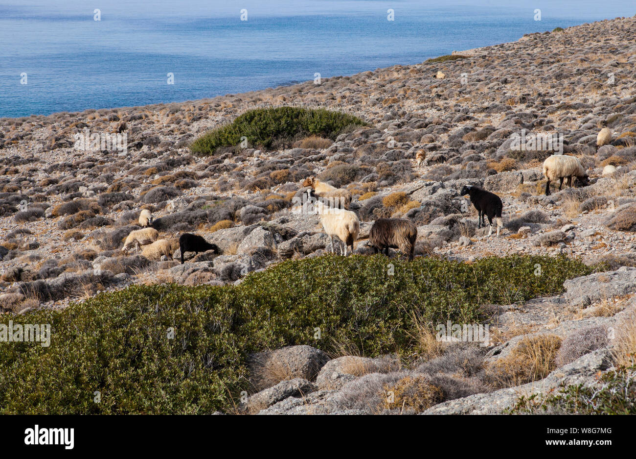Schafe in den Bergen und ländlichen Gebieten von Kreta in Griechenland Stockfoto