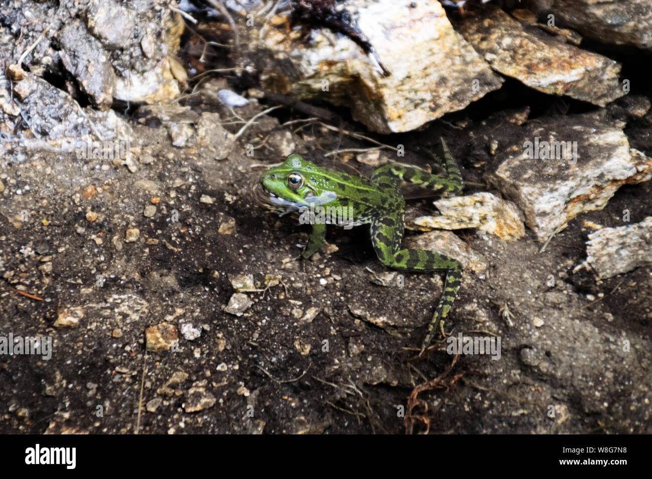 Teichfrosch in einem teich im wald Fotos und Bildmaterial in hoher