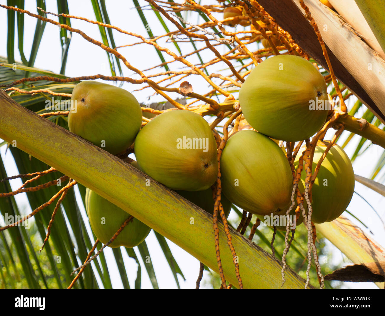 Coconut Ernte auf Palm Tree, Kochi, Kerala, Indien Stockfoto