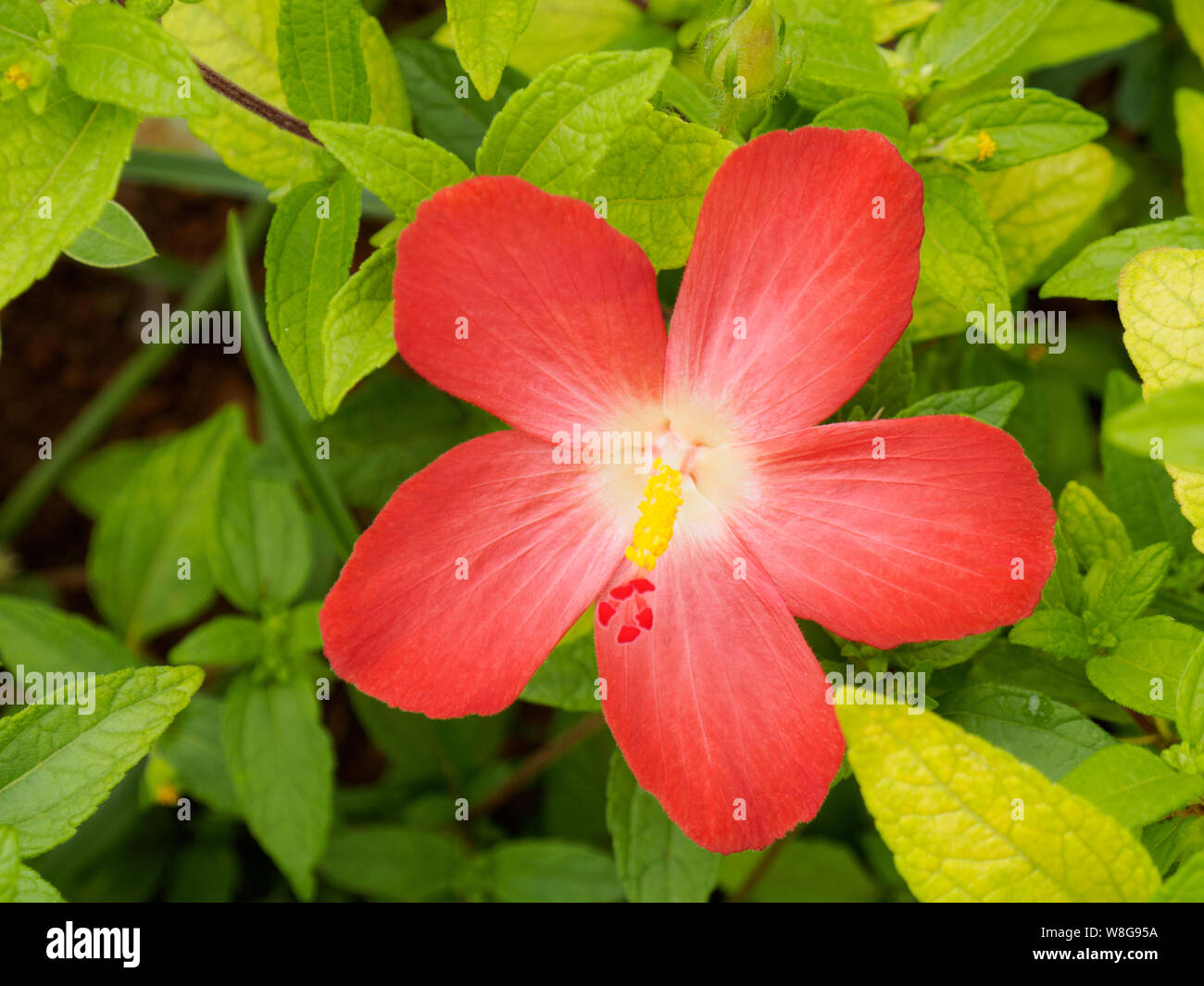 Red tropische Blume in Kochi, Kerala, Indien Stockfoto