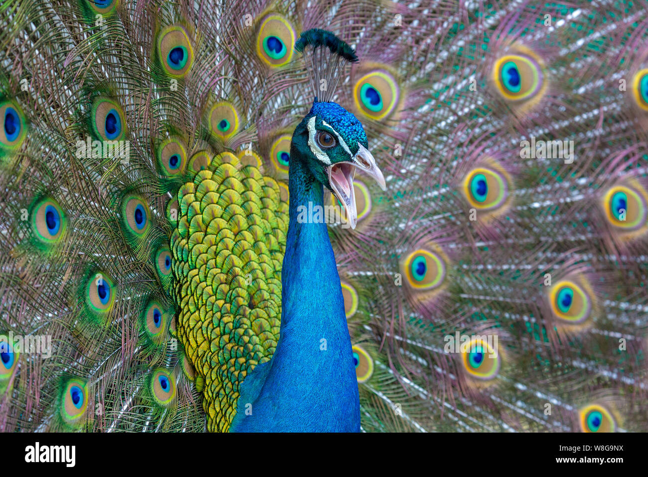 Peacock Anzeige Federn schöne bunte Aufruf Gesicht offenen Schnabel Paarung Stockfoto
