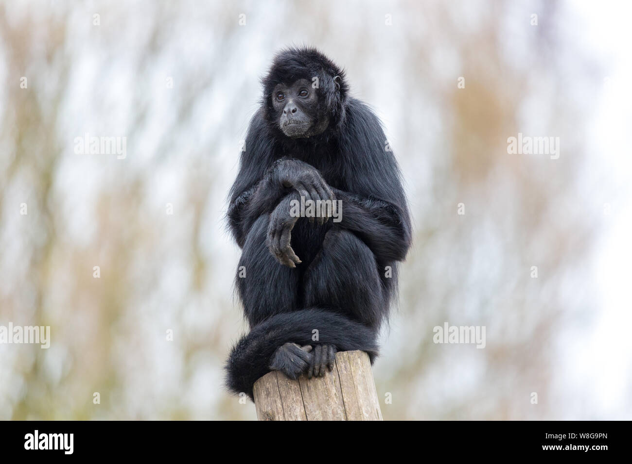 Black-headed Spider monkey Tier Primas Wildlife watching Stockfoto