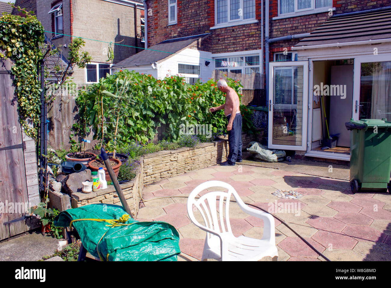 Alter Rentner dazu neigt seine SCHNITTBOHNEN in seiner kleinen städtischen Garten. Stockfoto