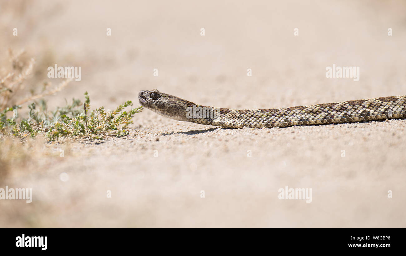 Eine Pacific Rattlesnake kreuzt eine Straße auf O'Neal Ranch, in O'Neals, CA, am 15. April 2015. Usa Stockfoto