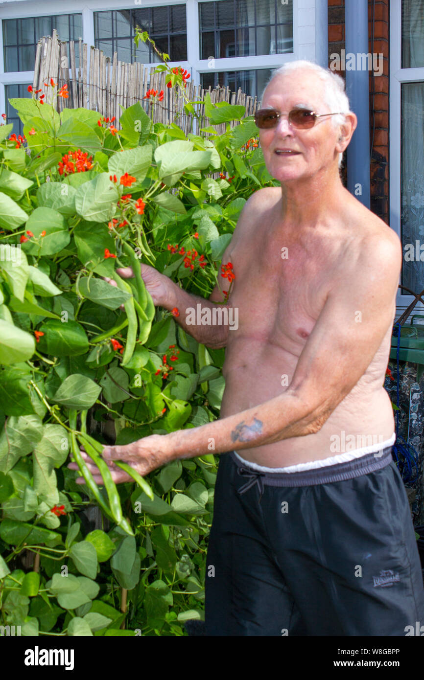 Alter Rentner dazu neigt seine SCHNITTBOHNEN in seiner kleinen städtischen Garten. Stockfoto