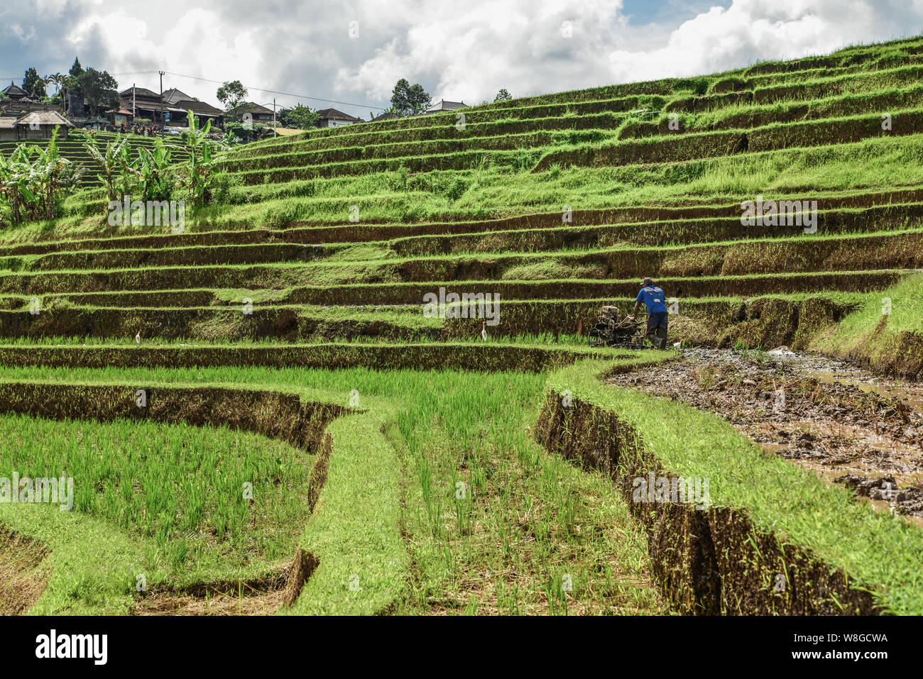 BALI, Indonesien - Januar 9, 2018: Der Mensch arbeitet auf der grünen Reisfeldern auf der Insel Bali, in der Nähe von Ubud Jatiluwih, Indonesien Stockfoto BALI, Indonesien - Januar 9, 2018: Der Mensch arbeitet auf der grünen Reisfeldern auf der Insel Bali, in der Nähe von Ubud Jatiluwih, Indonesien Stockfoto