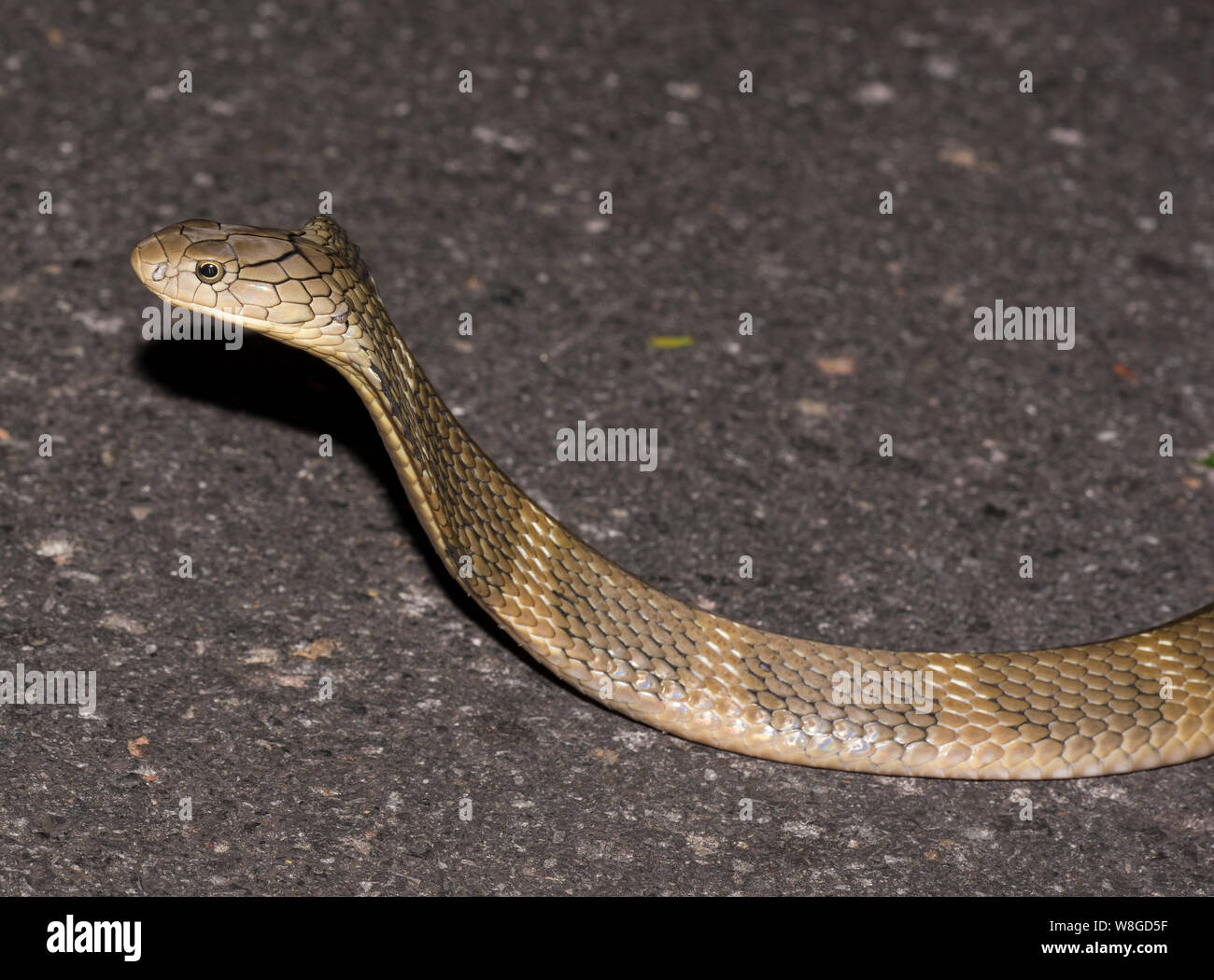 Königskobra (ophiophagus Hannah) der Weltgrößte giftige Schlange auf einer Straße in der Nacht, Kaeng Krachan NP Thailand Stockfoto