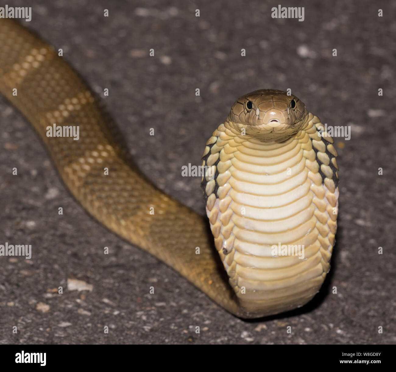 Königskobra (ophiophagus Hannah) der Weltgrößte giftige Schlange auf einer Straße in der Nacht, Kaeng Krachan NP Thailand Stockfoto