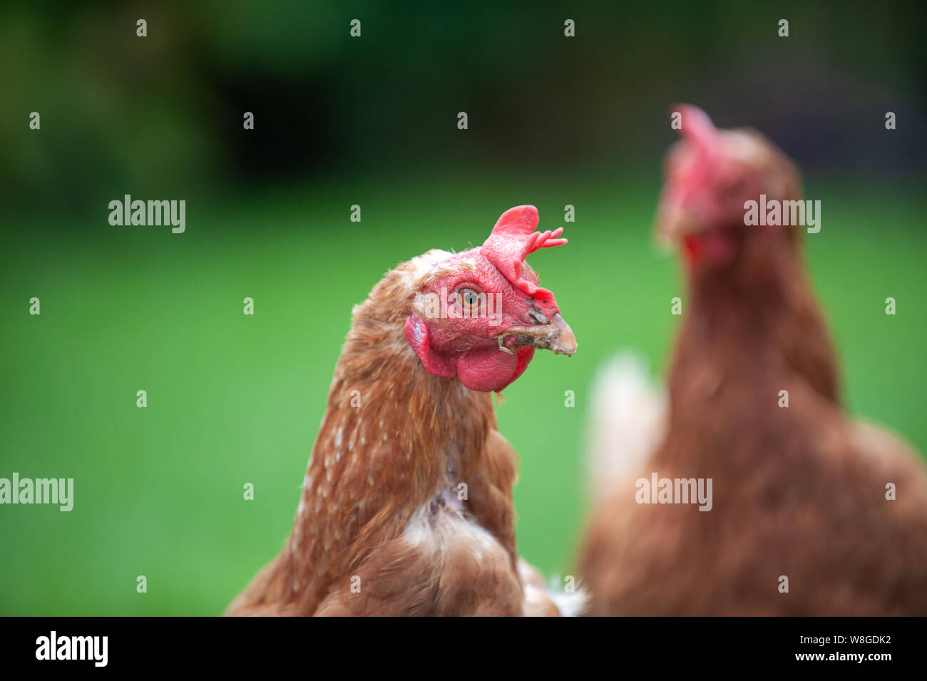Nelly und Shelly Käfig frei auf der Weide angehoben hühnchen Legehennen in Warwick, England. Freundliche Mädchen in eine abenteuerliche Erkundung Stockfoto