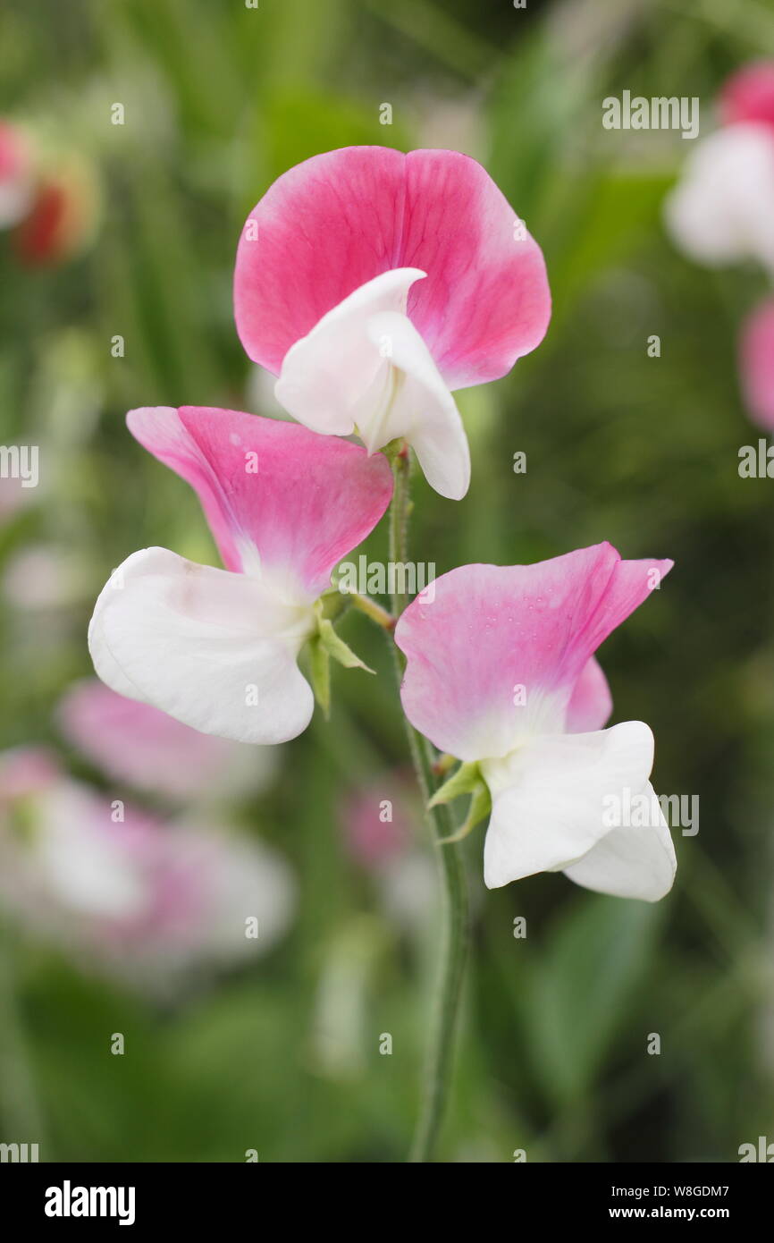 Lathyrus Odoratus "Painted Lady', einem altmodischen, duftende Grandiflora Sweet pea Stockfoto