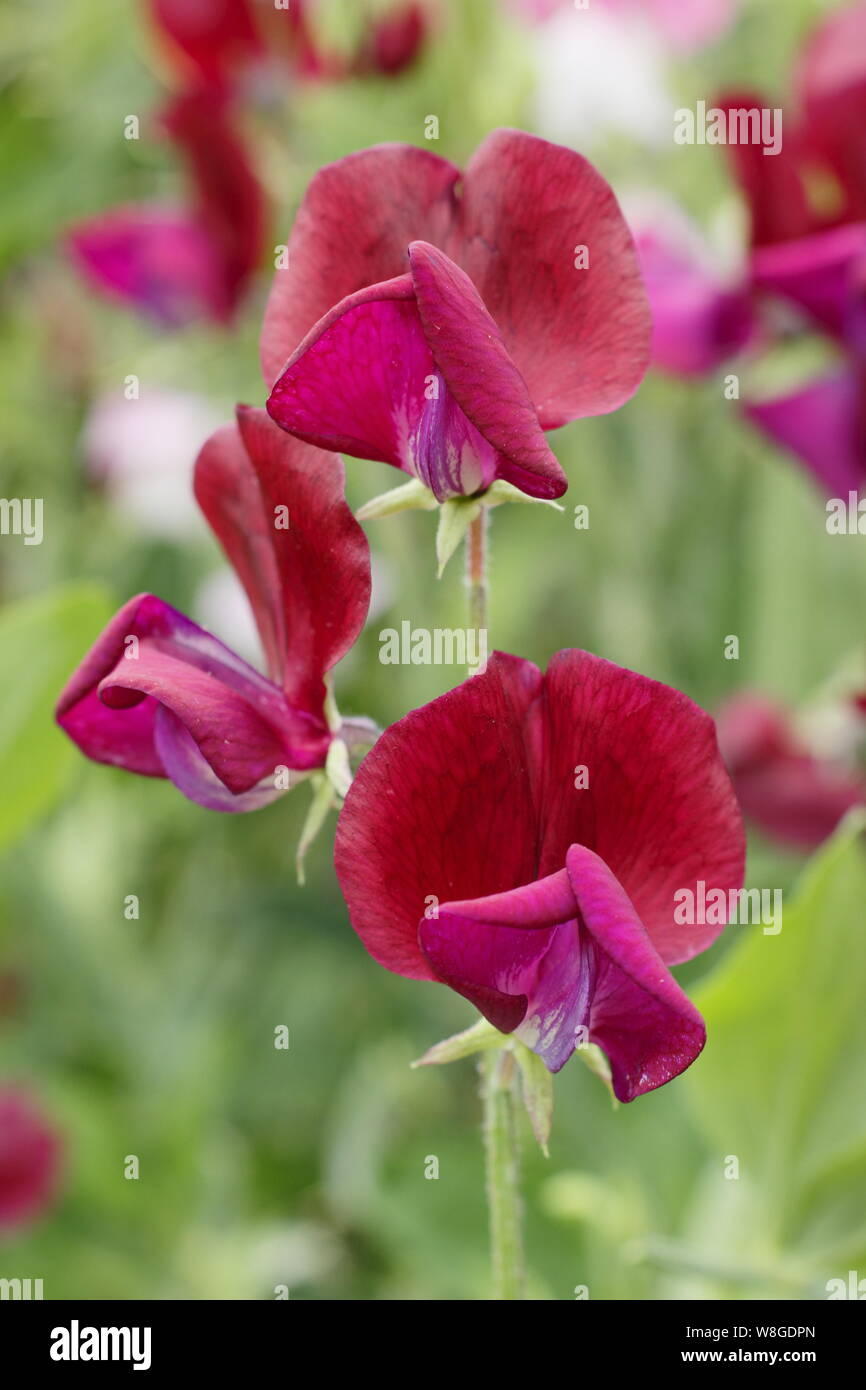 Lathyrus Odoratus "Schwarzen Ritter" jährliche Kletterer. Eine stark duftende, Old fashioned Sweet Pea mit dunklen Blüten Stockfoto