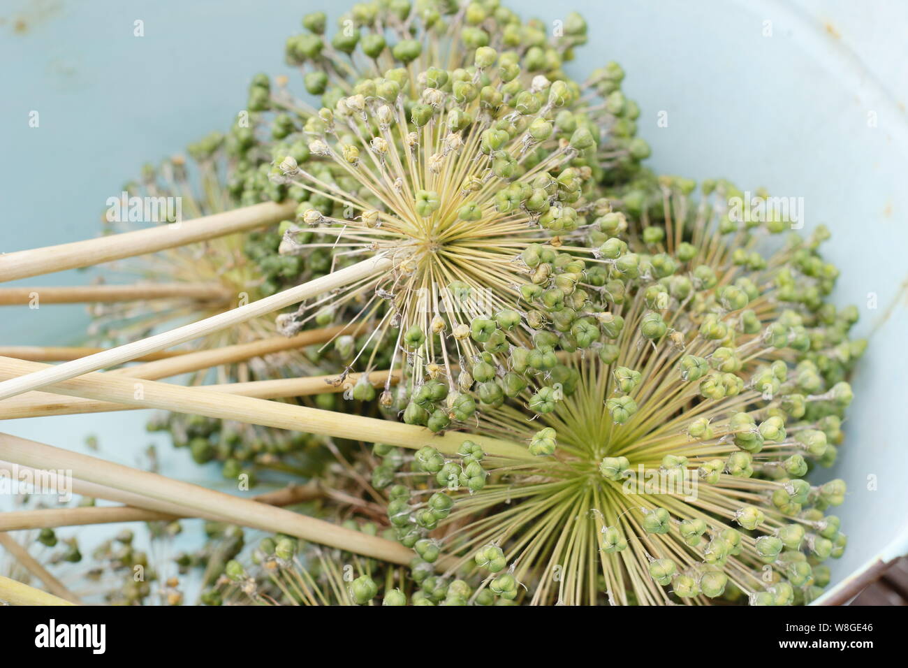 Allium hollandicum 'Purple Sensation'. Allium seedheads Schnitt unten für die Trocknung und Saatgut gespart. Stockfoto