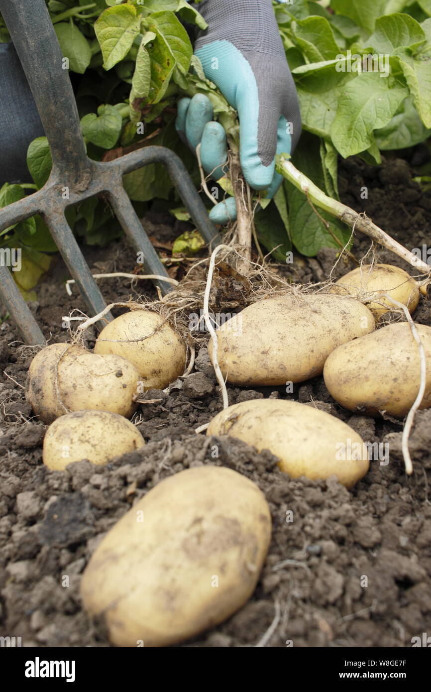 Solanum tuberosum. Erste frühe Kartoffeln in einem Küchengarten von Hand ernten. VEREINIGTES KÖNIGREICH Stockfoto