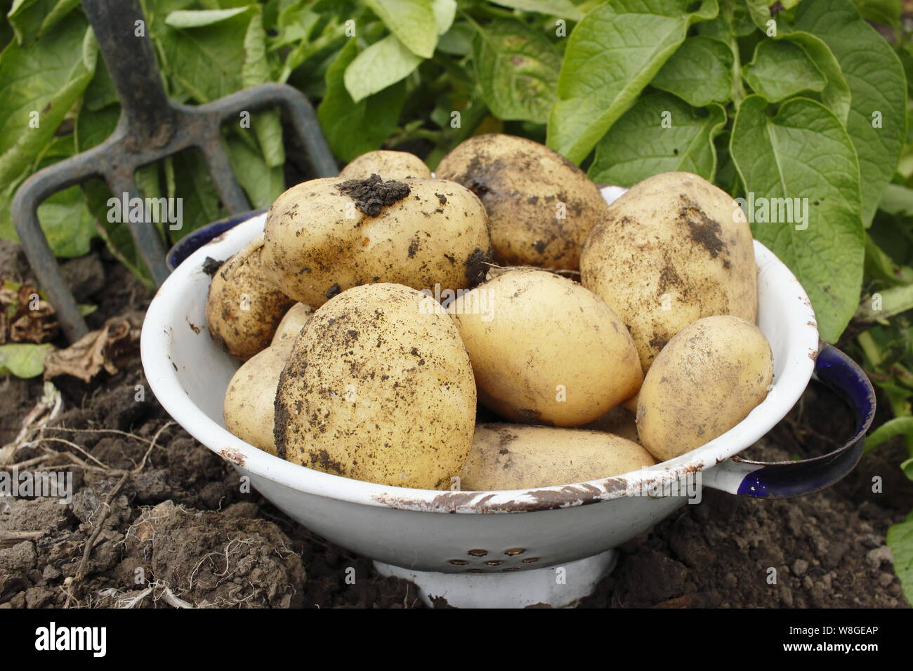 Solanum tuberosum. Ernte 'Lady Christl' erste frühe Kartoffeln in einem Sieb in einem Küchengarten. VEREINIGTES KÖNIGREICH Stockfoto