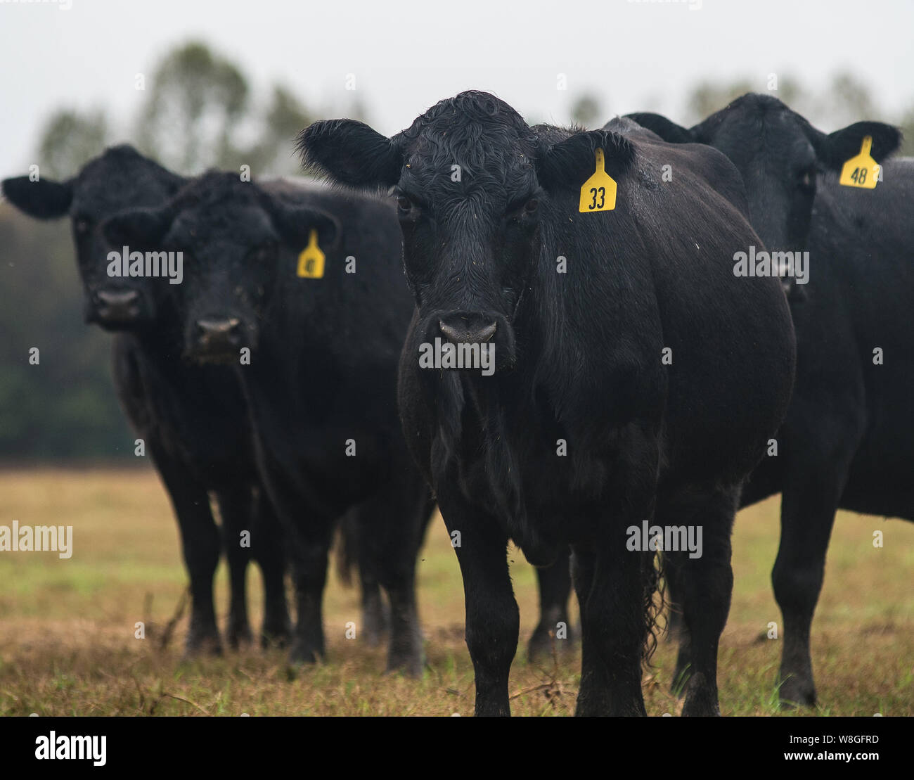 Nahaufnahme eines Black Angus Kuh in die Kamera schaut mit gelber Markierung Stockfoto