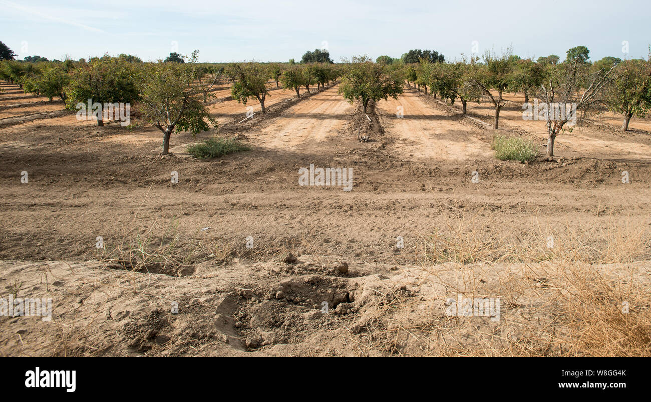 Die tunnelportale eine grabende Tiere sind in die Seite eines Flut Bewässerung berm gesehen. Das Feld hat Bermen, dass diese plum Orchard normal enthalten Stockfoto