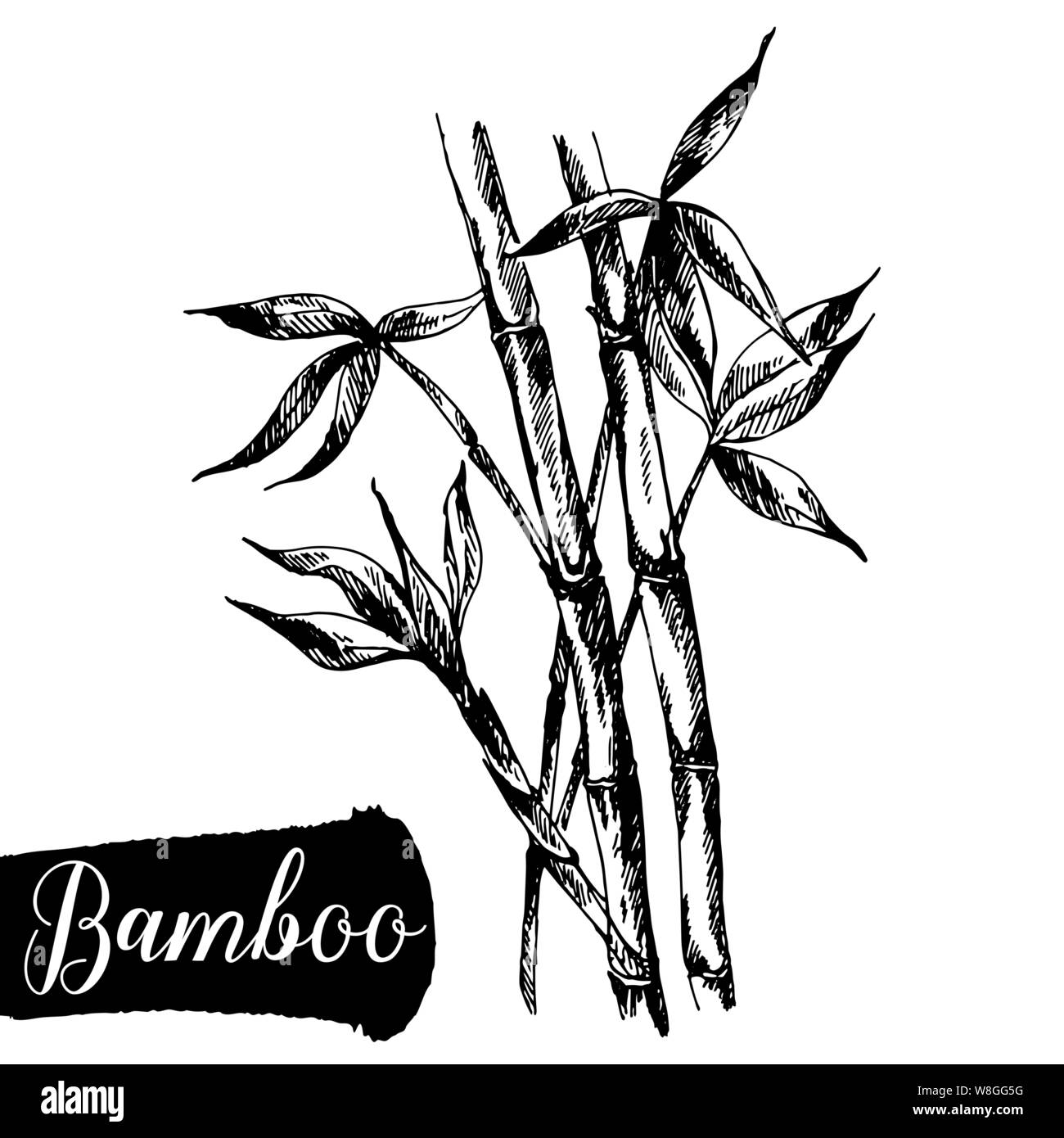 Handskizze stil Bambus Stengel mit Blättern auf weißem Hintergrund dargestellt. Vector Illustration. Stock Vektor