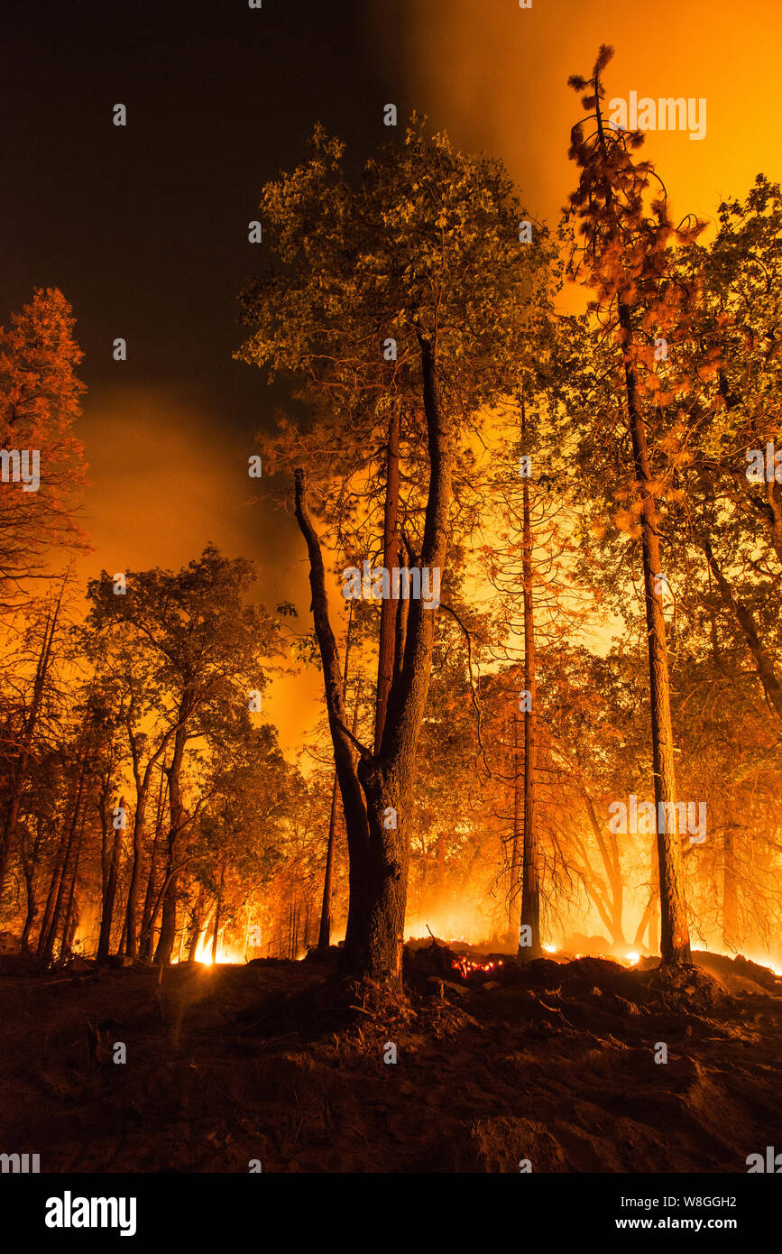 Cedar Feuer in oder in der Nähe des US-Landwirtschaftsministerium (USDA) Forest Service (FS) Sequoia National Forest, in der Nähe von Posey, CA, auf Wednesd Stockfoto