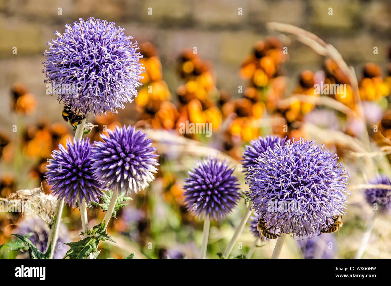 Fünf purple globe Disteln mit Bienen in einem Garten mit Gräsern und Echinacea arbeiten im Sommer Stockfoto