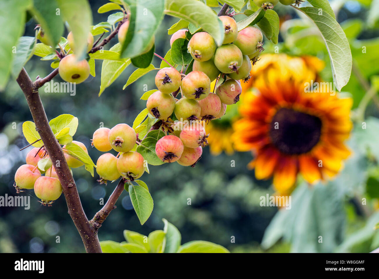 Holzäpfel 'Evereste 'Evereste Crabapple Tree. Familie der Rosaceae" Perpetu 'Malus' Sonnenblumen im Hintergrund, crabapple Sorte mit hervorragendem Ornamental. Stockfoto