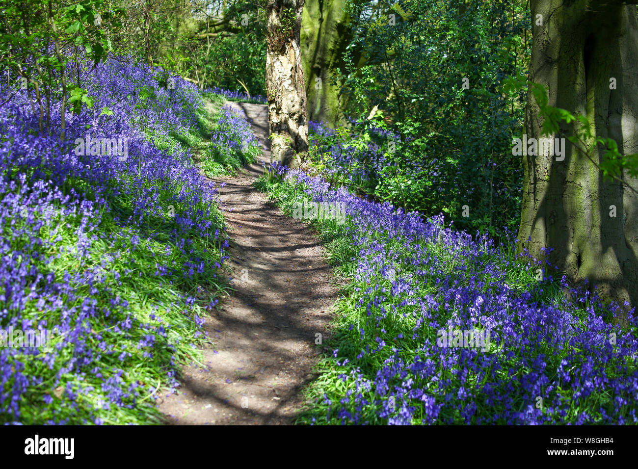 Ein Fußweg durch einen englischen Bluebell-Wald im Frühling mit den Blättern auf den Bäumen, die gerade herauskommen, England, Großbritannien Stockfoto