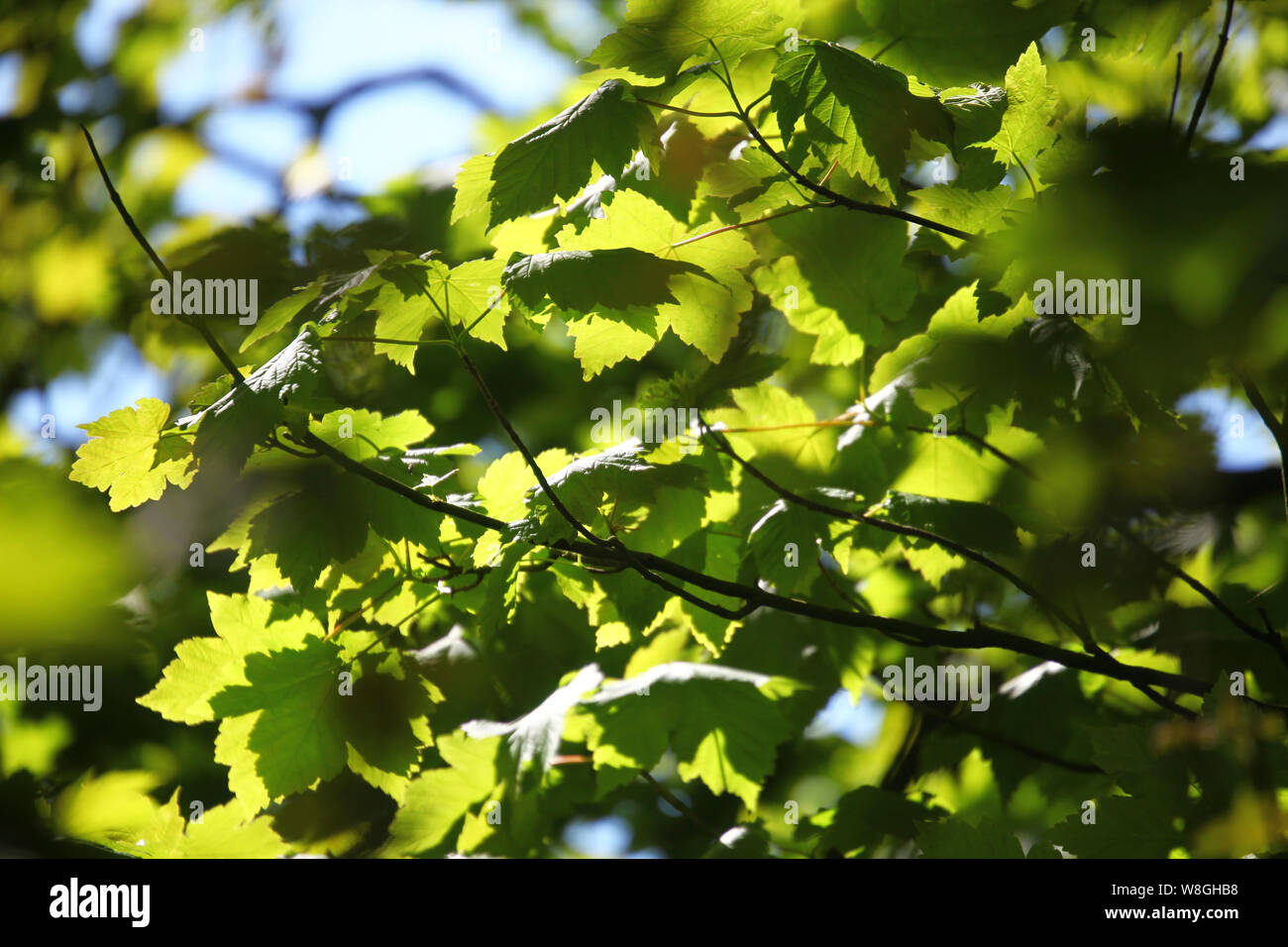 Die Sonne durch hinterlässt einen Bergahorn (Acer pseudoplatanus)'s Tree glänzend Stockfoto