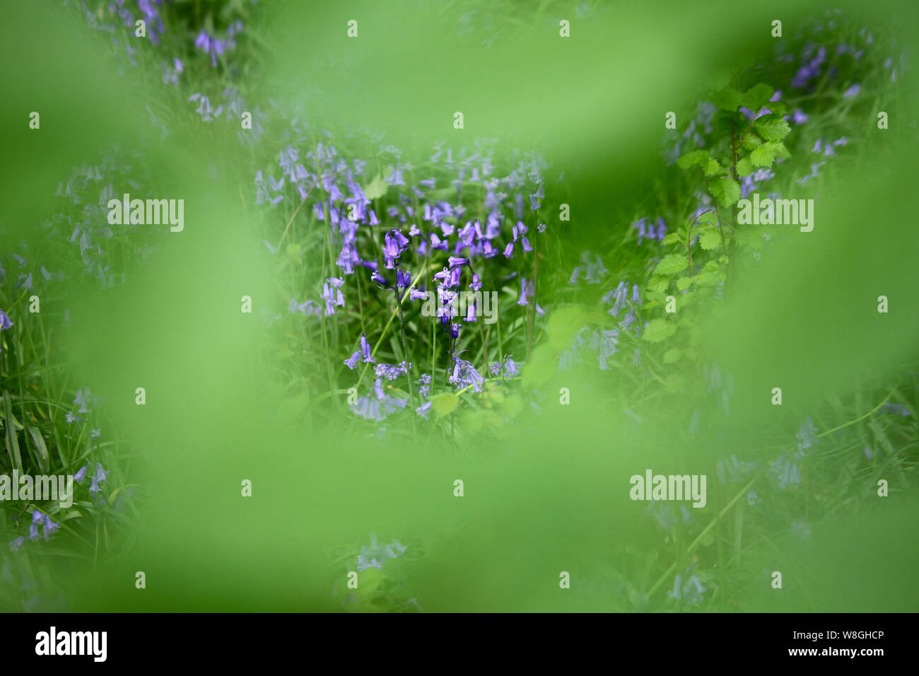 Blick durch die Blätter auf einem Baum auf einem englischen Bluebell Holz im Frühjahr mit den Blättern auf den Bäumen gerade kommen, England, Großbritannien Stockfoto