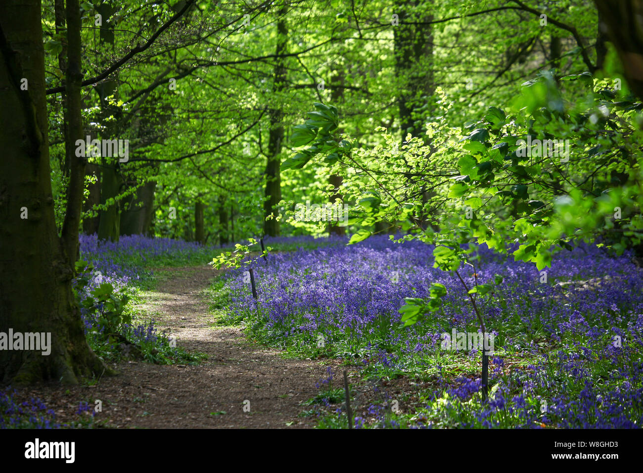 Ein Fußweg durch einen englischen Bluebell-Wald im Frühling mit den Blättern auf den Bäumen, die gerade herauskommen, England, Großbritannien Stockfoto