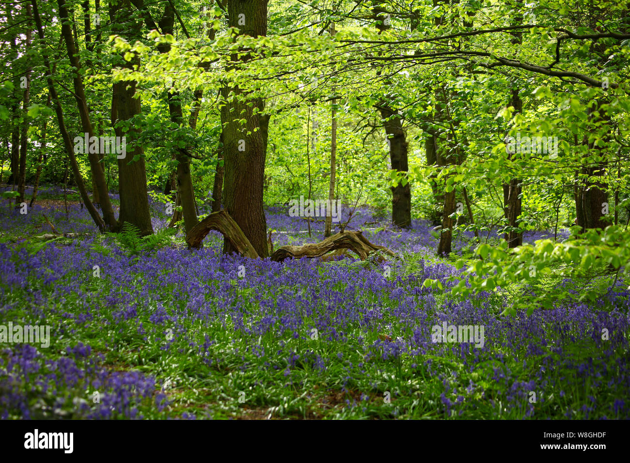 Ein Fußweg durch einen englischen Bluebell-Wald im Frühling mit den Blättern auf den Bäumen, die gerade herauskommen, England, Großbritannien Stockfoto