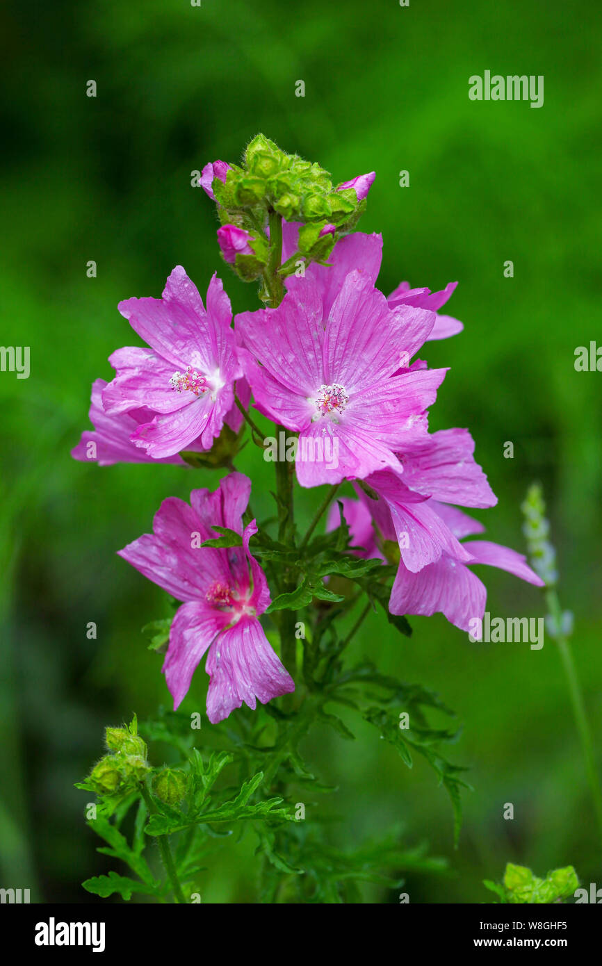 Eine Nahaufnahme der lila Malve Blume, England, Großbritannien Stockfoto
