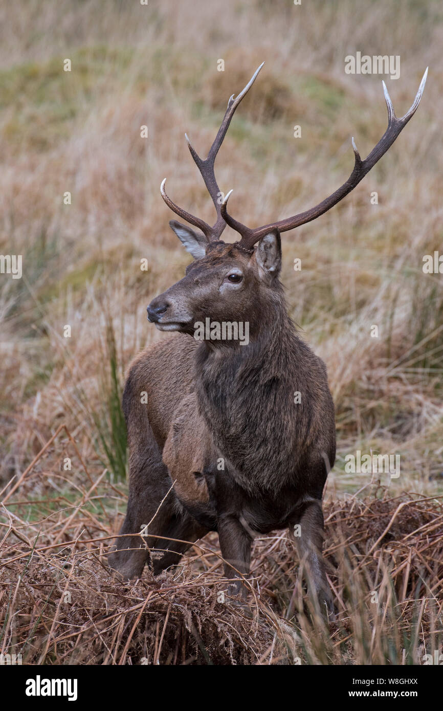 Red deer Stag/male (Cervus elaphus) im Grünland im Winter in den schottischen Highlands, Schottland, Großbritannien Stockfoto