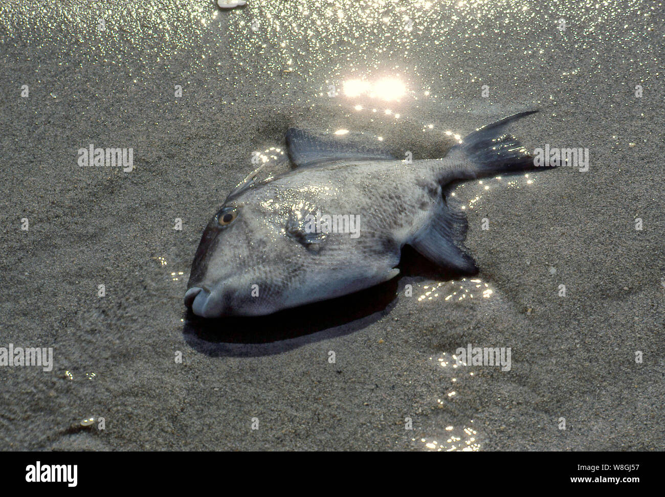 Tote Fische als Ergebnis der Wasserverschmutzung Stockfoto