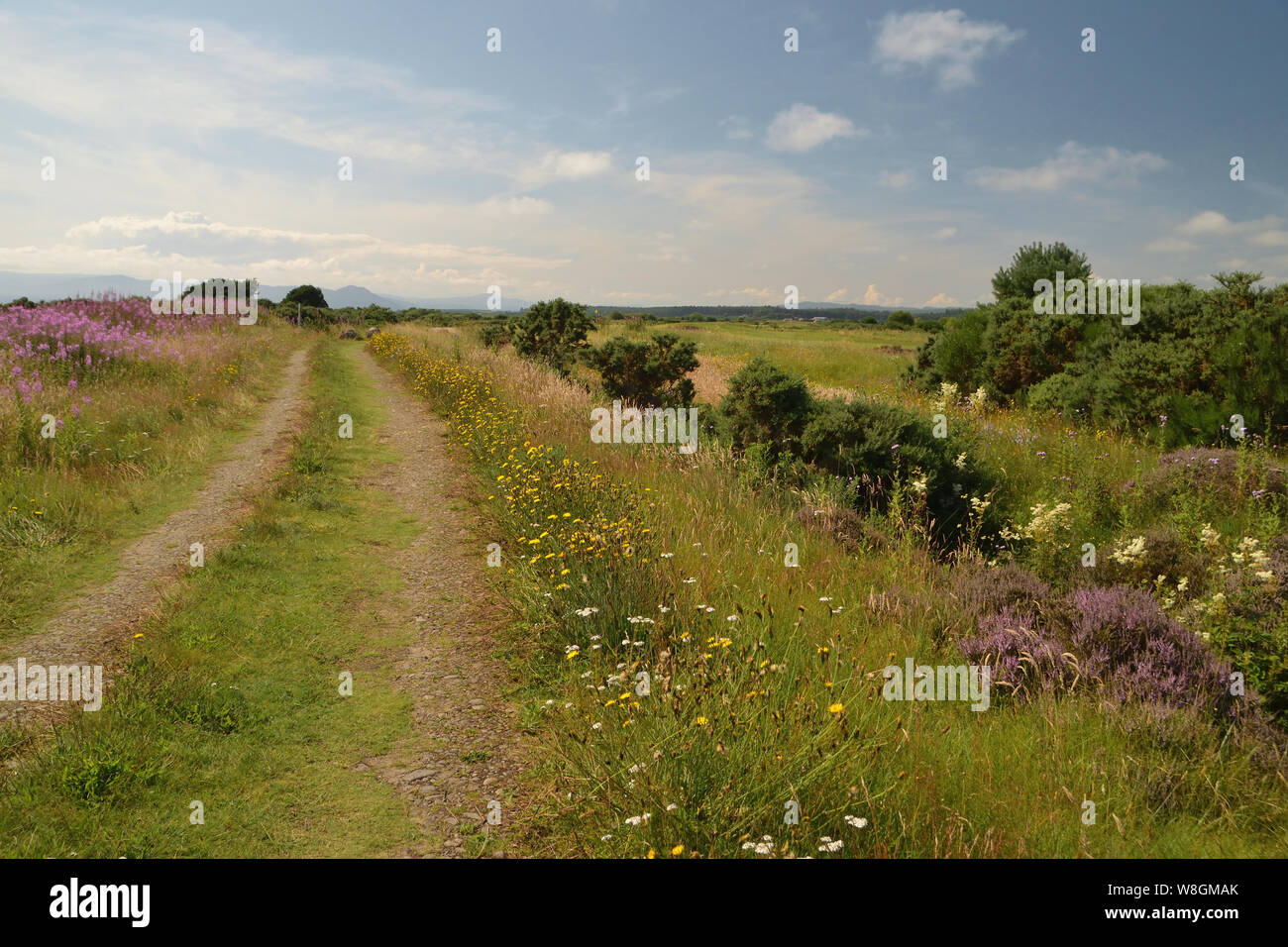 Eine Landschaft Track auf Dornoch Links, einem flachen Bereich der Küstengebiete wildflower Meadow (MACHAIR) an der Ostküste der schottischen Highlands, Großbritannien. Stockfoto