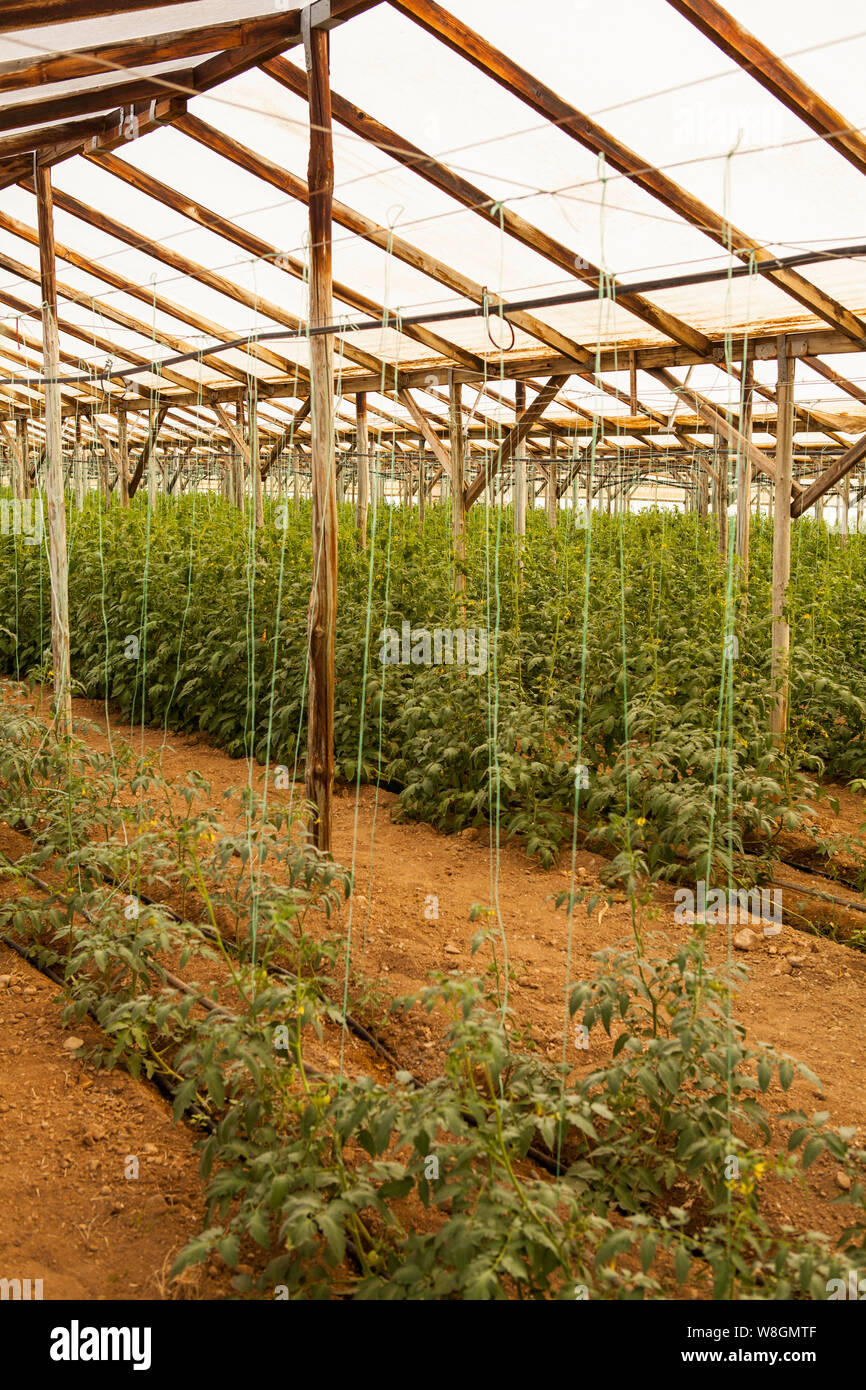 Gewächshaus Gemüse (Tomaten) Produktion in Kreta, Griechenland Stockfoto