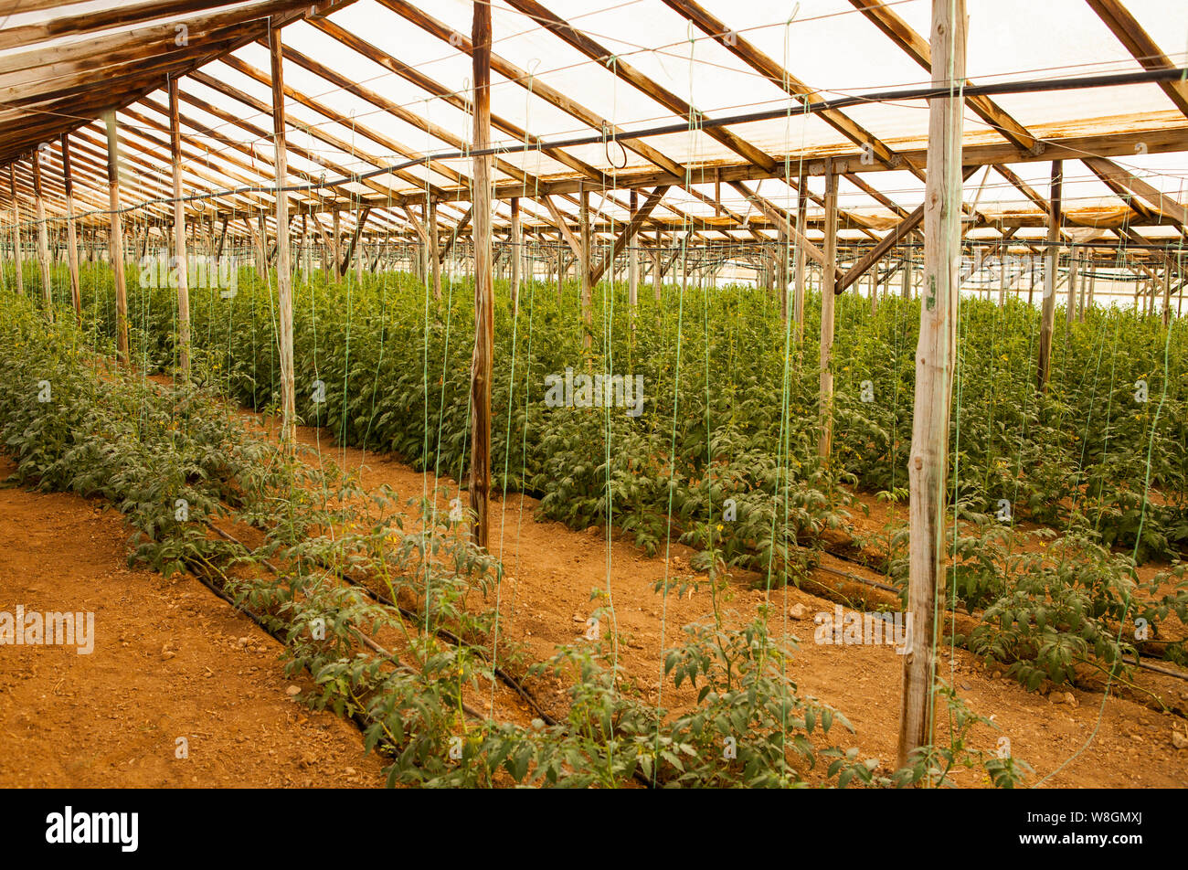 Gewächshaus Gemüse (Tomaten) Produktion in Kreta, Griechenland Stockfoto