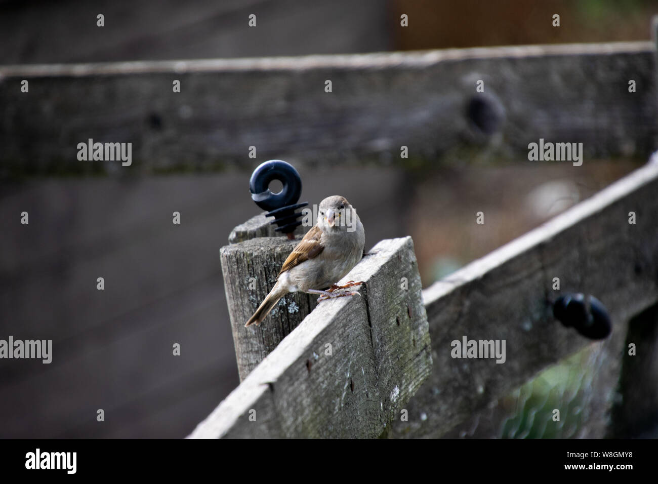 Passer Stockfoto