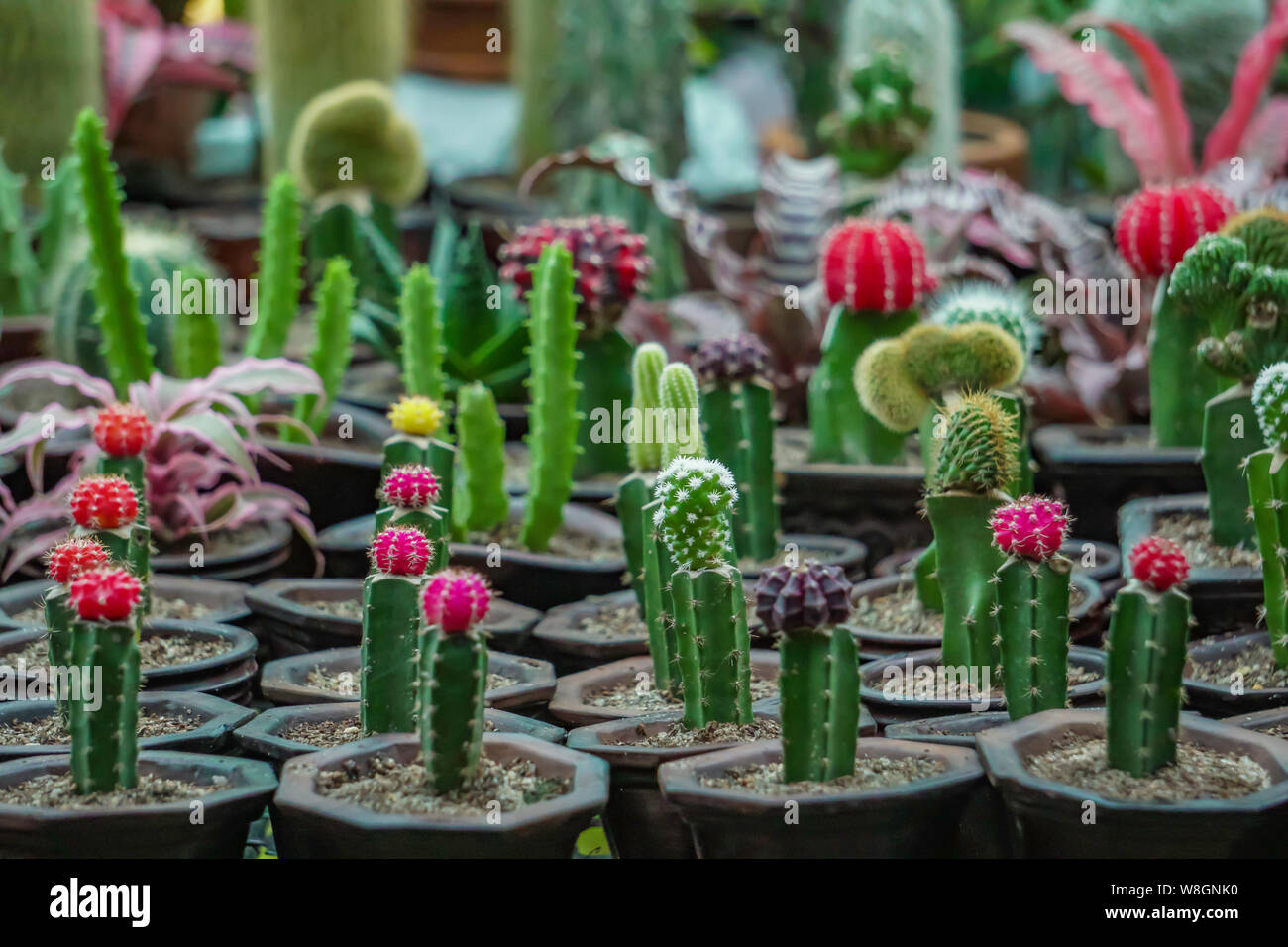 Der Kaktus kommt aus Afrika und Mittel- und Südamerika. Sie können in den hohen Bergen als auch in der tropischen Karibik gefunden werden. Stockfoto