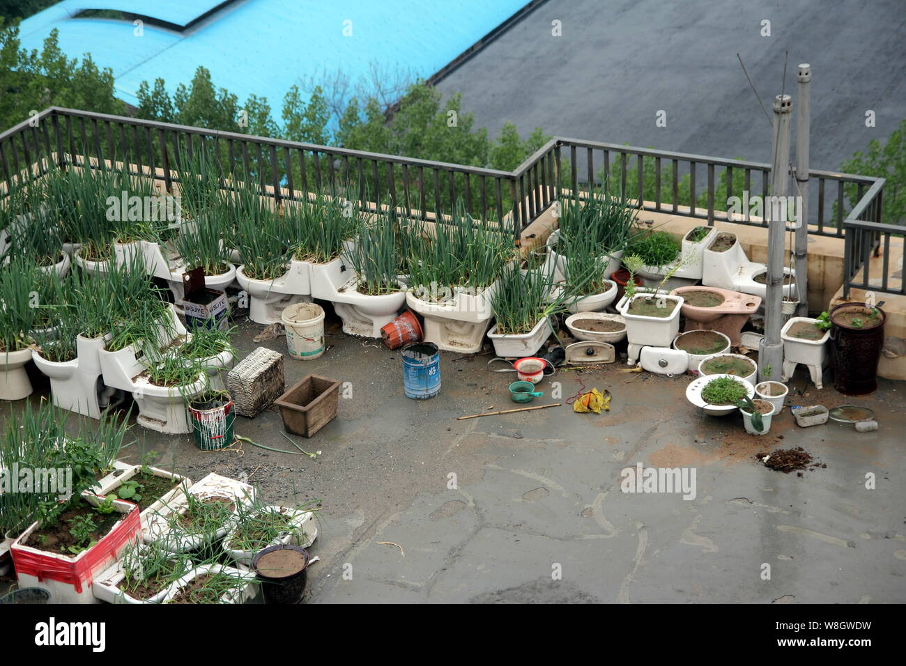 Gemüse in den Toiletten durch ein geistig verwirrter Mann auf dem Dach eines Mehrfamilienhauses in Qingdao Stadt angebaut werden,'s East China Shan Stockfoto