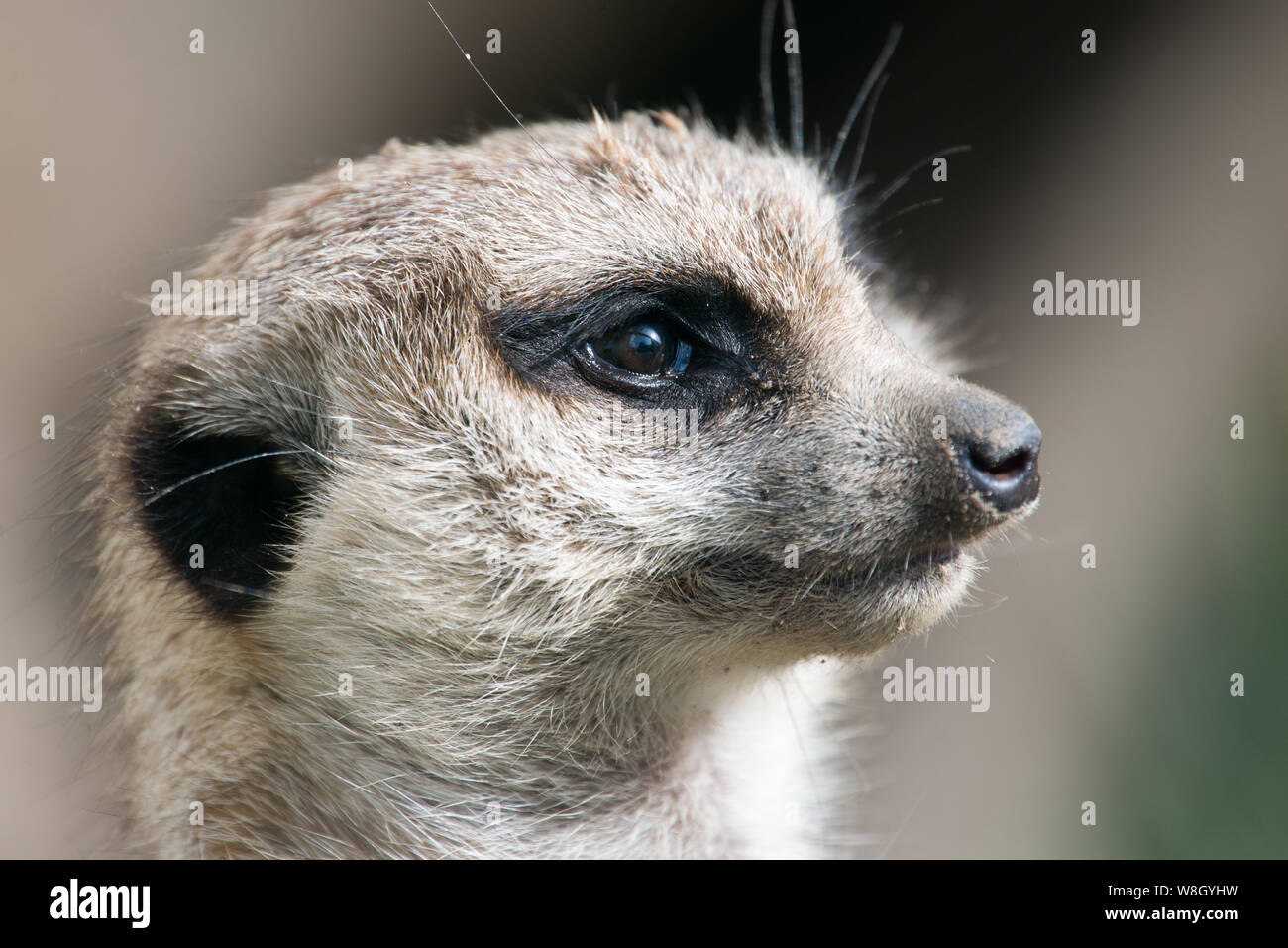 Porträt einer meerkat oder erdmännchen an einem sonnigen Tag Stockfoto