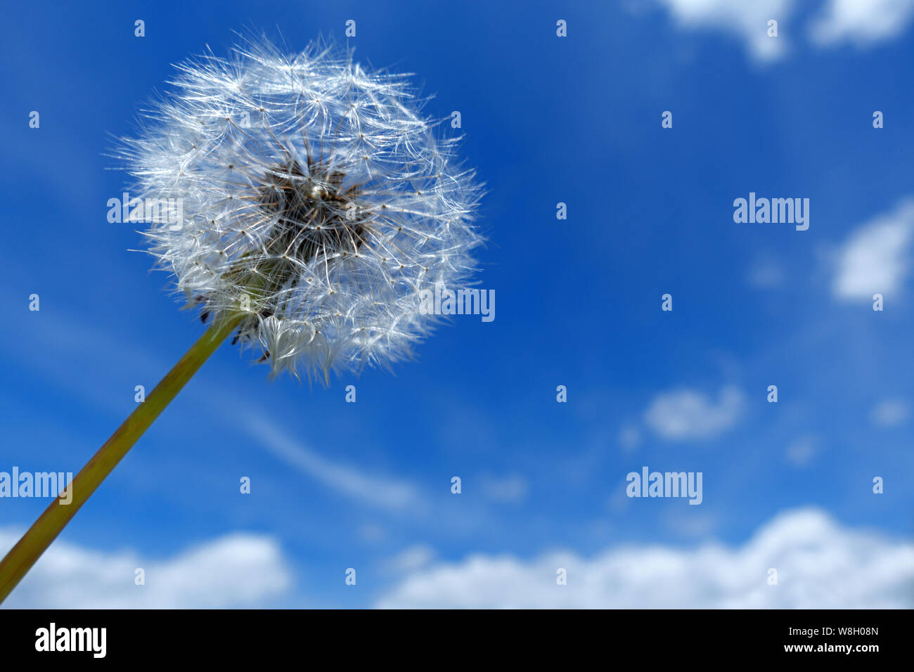 Dandelion Clock gegen den blauen und weißen Himmel Stockfoto