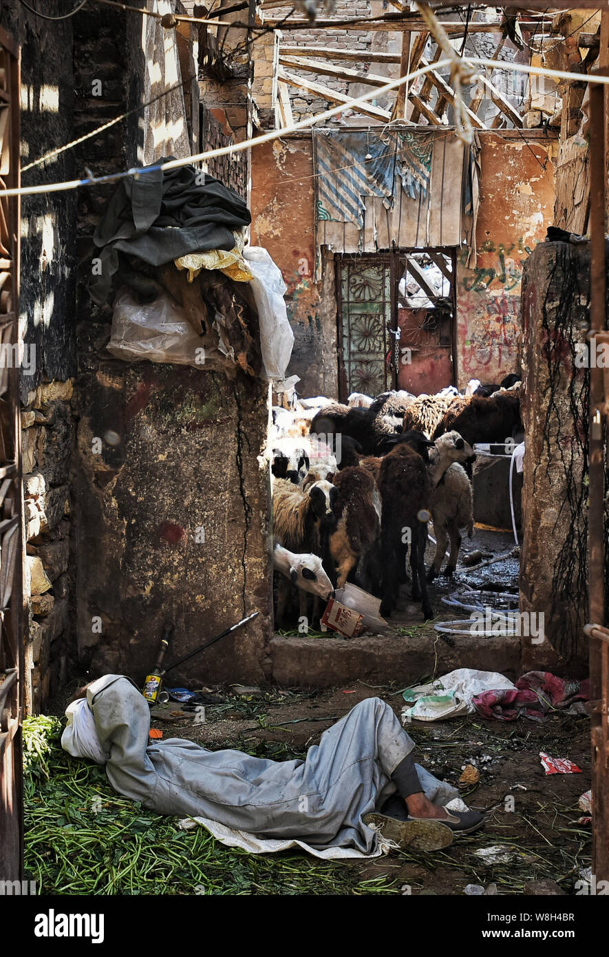 August 8, 2019: Kairo, Ägypten. 08. August 2019. Die Einwohner von Kairo kaufen Schafe und Ziegen aus dem Viehmarkt in der sayeda Zeinab Bereich der ägyptischen Hauptstadt in der Vorbereitung für das Eid al-Adha, hat keine bestimmte Zeitdauer und Urlaub. Muslime in Kairo bereitet sich für die dreitägige Feier des Eid al-Adha, hat keine bestimmte Zeitdauer oder Opferfest, das ist einer der beiden wichtigsten islamischen Feiertage. Es erinnert an Propheten Abrahams Bereitschaft, sein erster Sohn zu opfern, Ismail, als Akt der Unterwerfung unter Gott, der schließlich ein Lamm Statt zu opfern. Ein Vieh Tier wird geopfert, um das Ereignis zu feiern, mit Teil Stockfoto