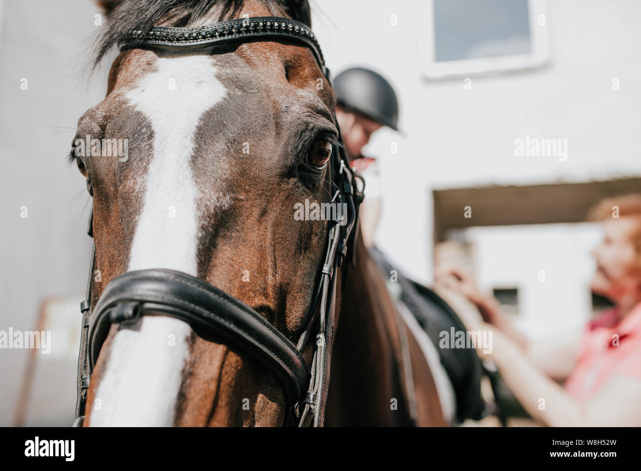 Schnauze Pferd closeup mit Zaum, Pferdesport base Stockfoto