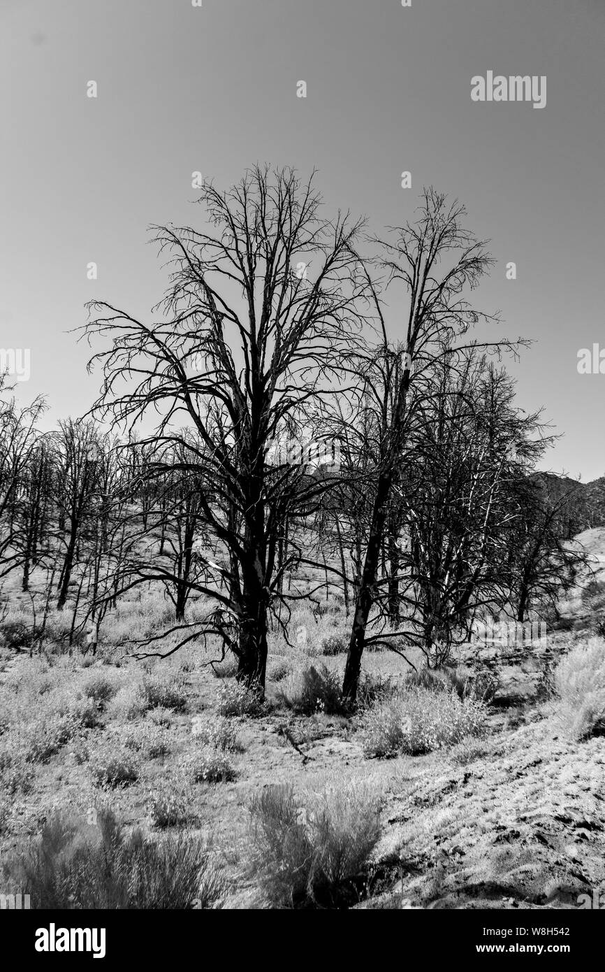 Tot geschwärzt Wald Bäume grau weiß Boden abdecken. Schwarz und Weiß. Stockfoto