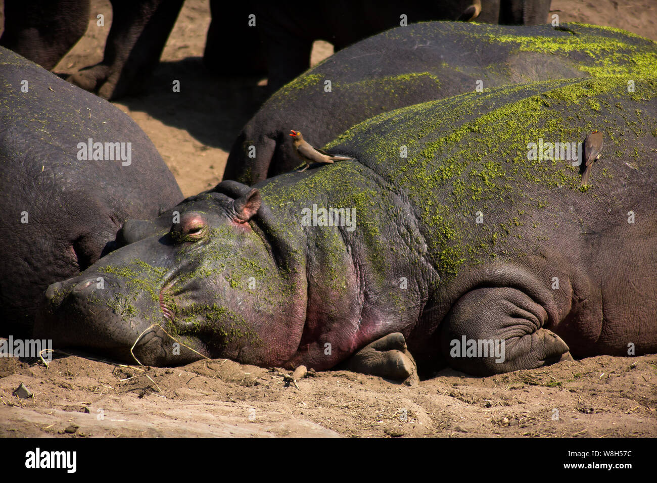 Red billed oxpecker Mittagessen auf der Rückseite eines Nilpferds an sweni River, Krüger Nationalpark, Südafrika Stockfoto