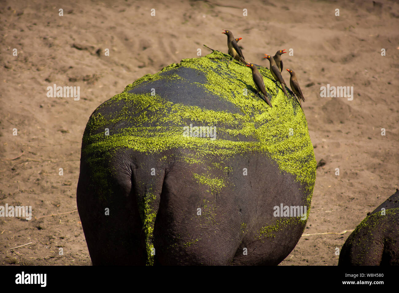 Red billed oxpecker Mittagessen auf der Rückseite eines Nilpferds an sweni River, Krüger Nationalpark, Südafrika Stockfoto