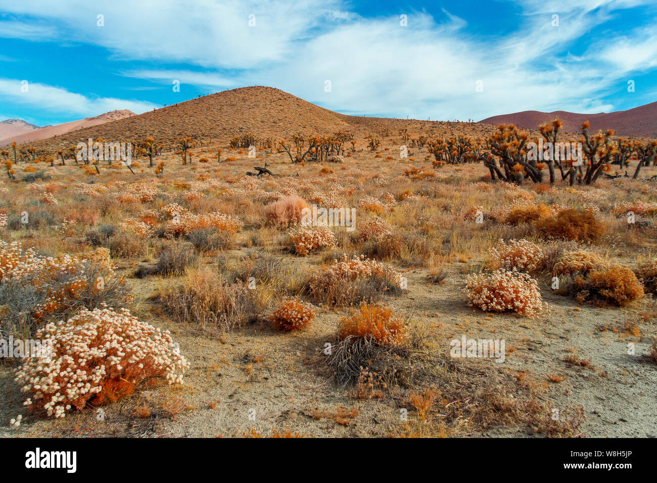 Weiße Blumen blühen in Mojave Wüste mit Joshua Bäume und braunen Hügeln unter strahlend blauen Himmel mit weißen Wolken. Stockfoto